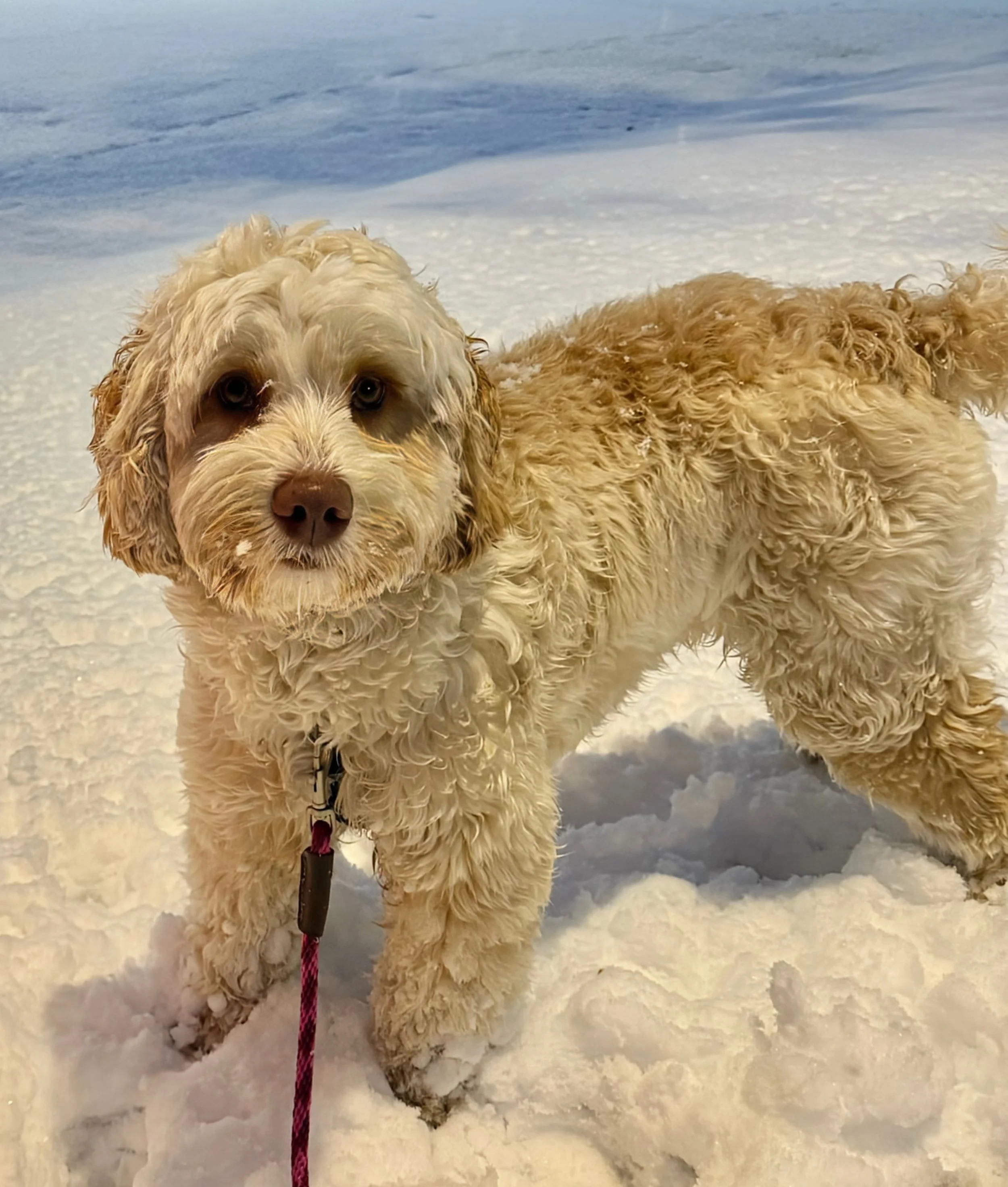 Bode-Snow-Night  - 1~2.jpeg