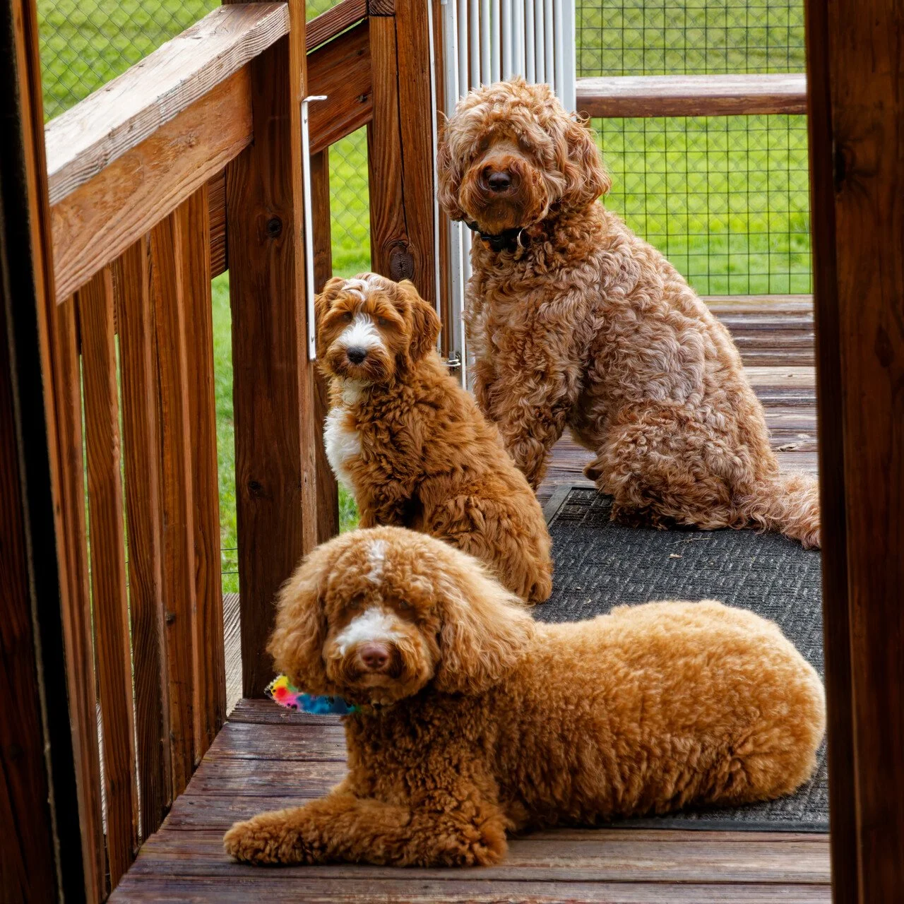 Jasper with Ma and Dad 10.jpg