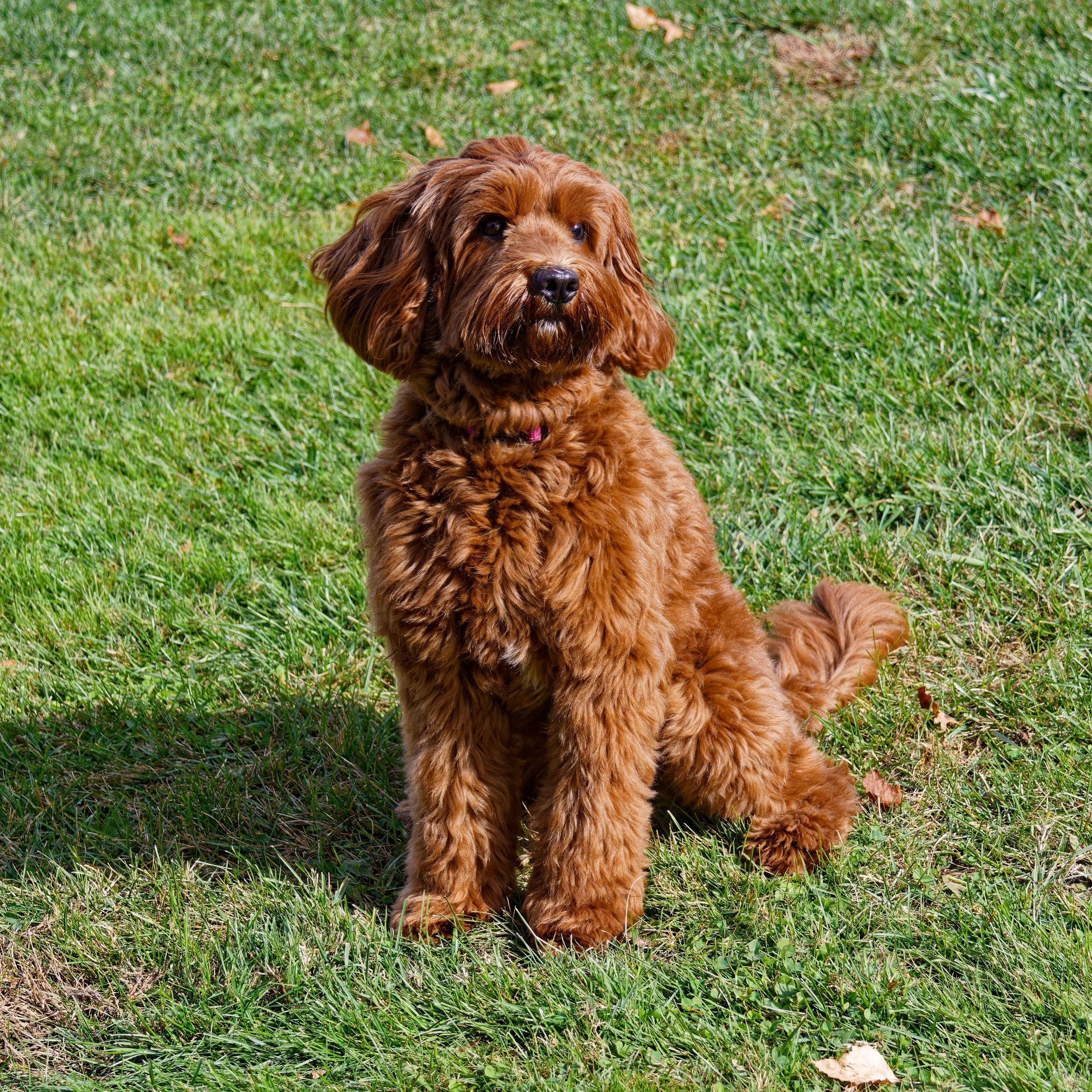 Riley6_10-19-2025.jpg