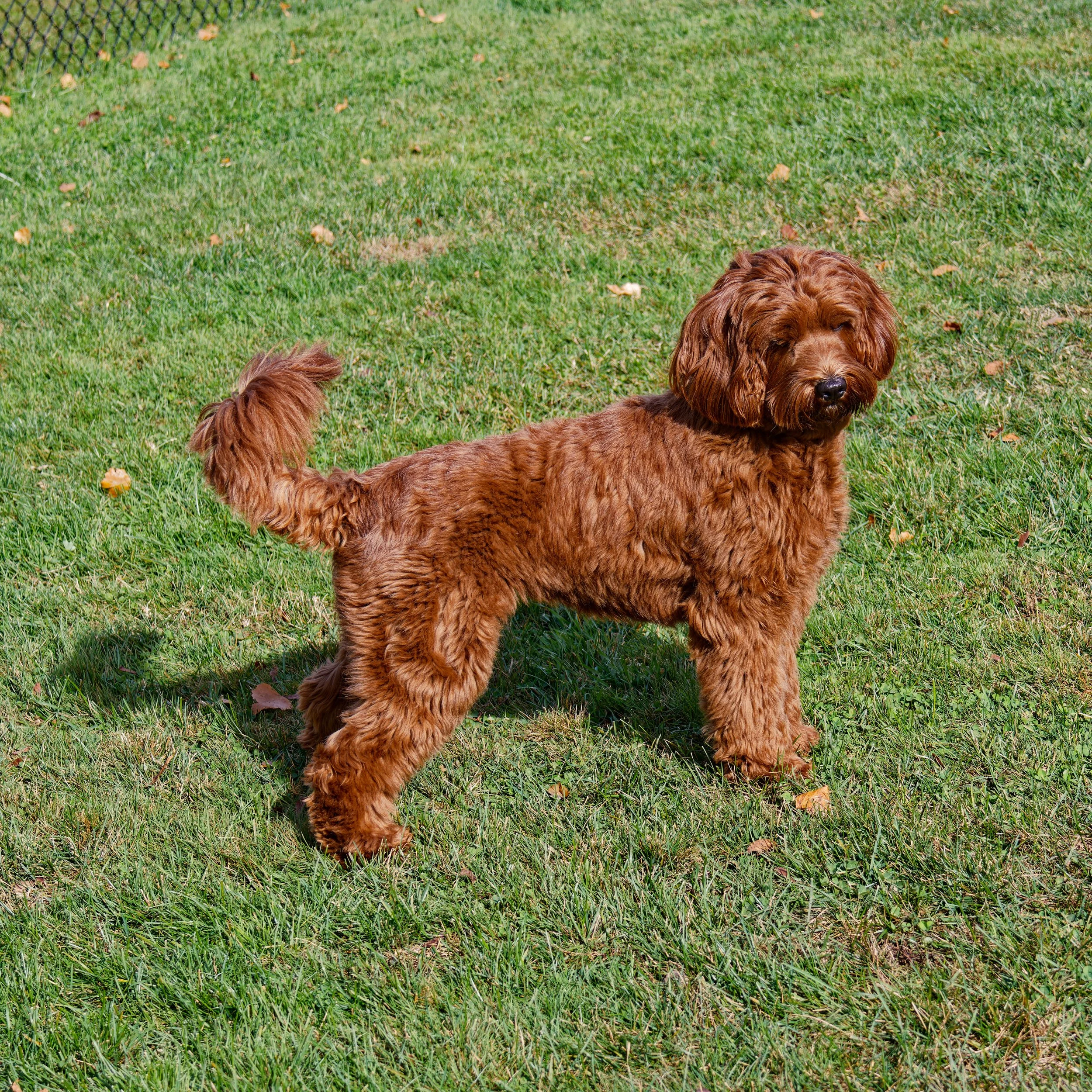 Riley1_10-19-2025.jpg