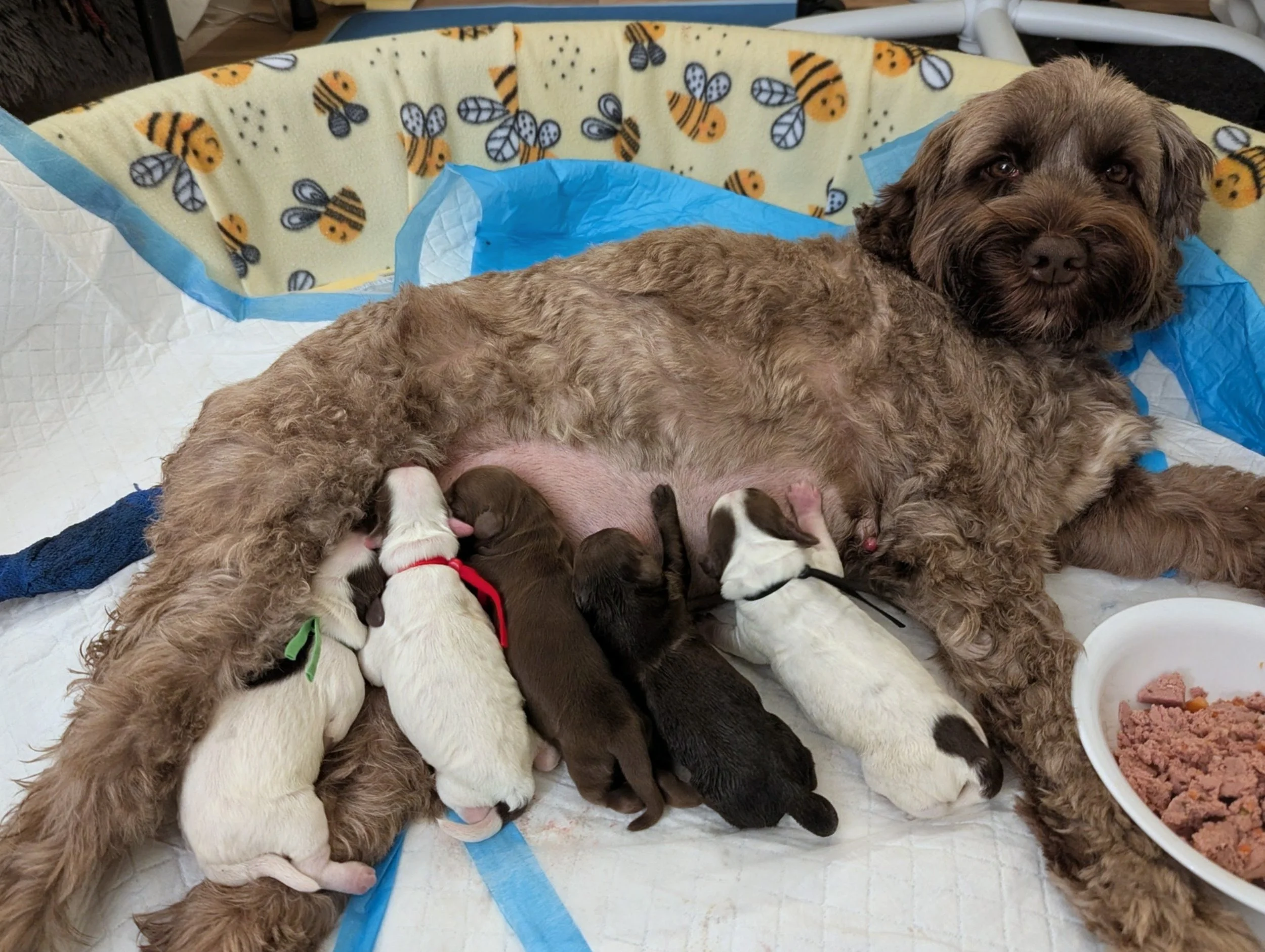 Eva and Pups Newborn.jpg