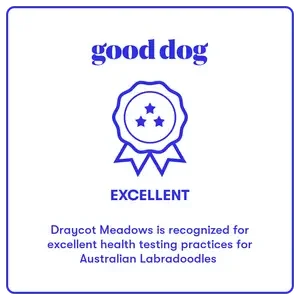 Good+Dog+Badge copy.webp