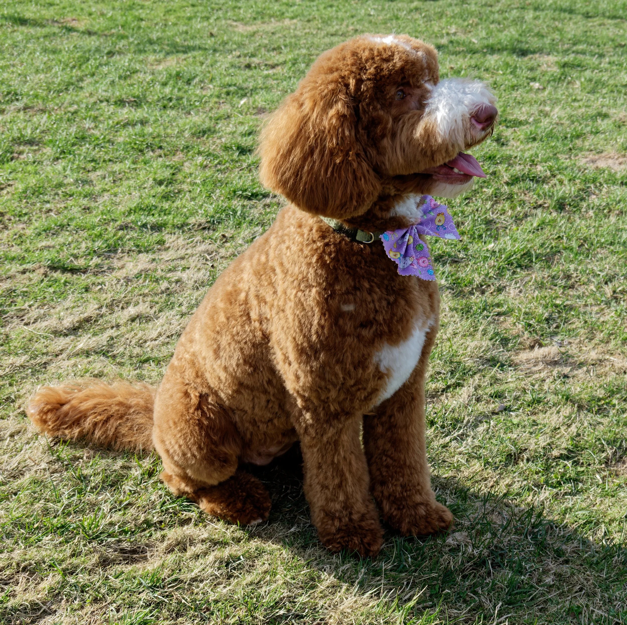 Pretty Gigi.jpg