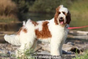 Country-Winning-Ticket-08-300x200.jpg