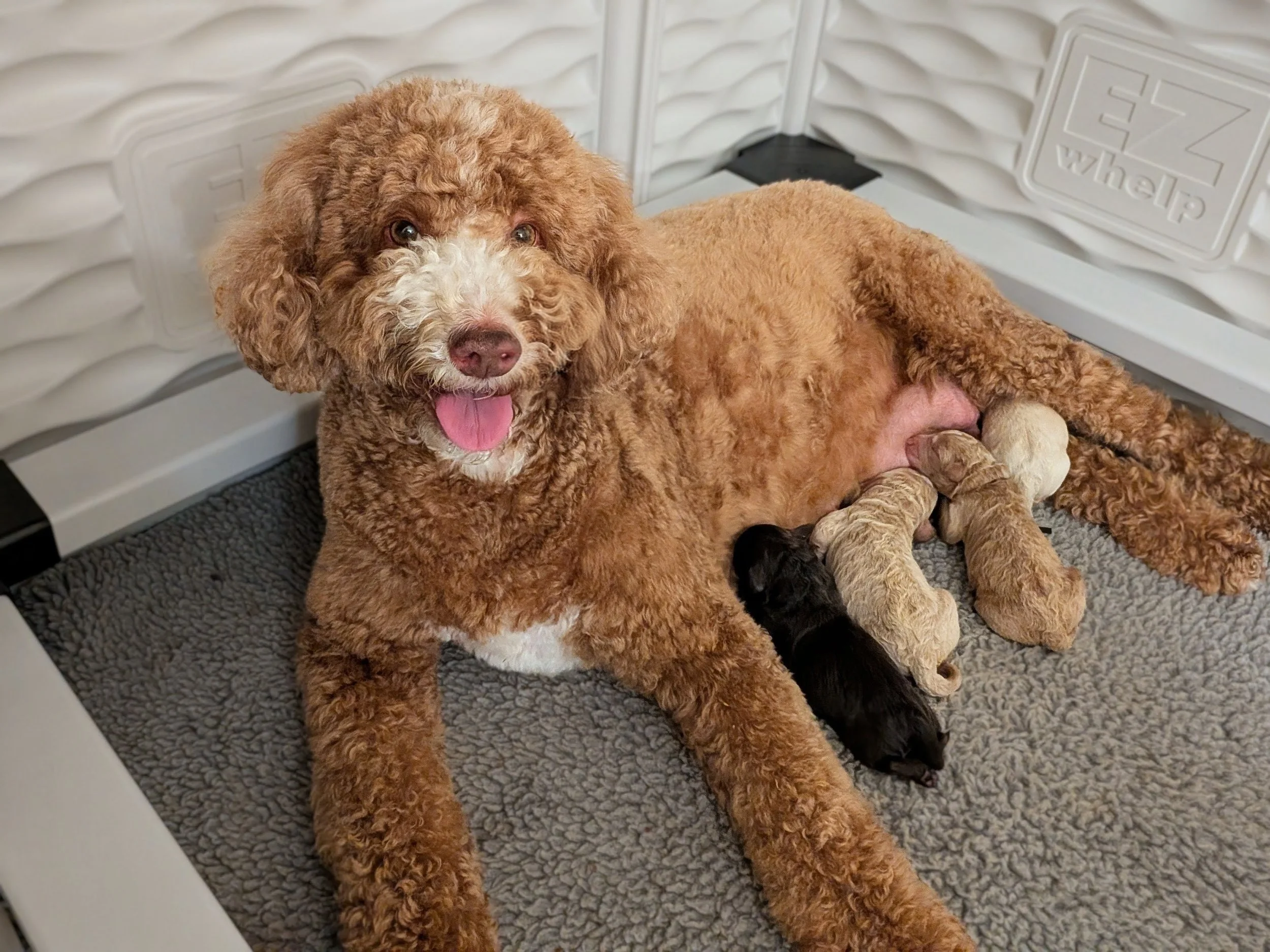 Gigi Pups Proud2.jpg