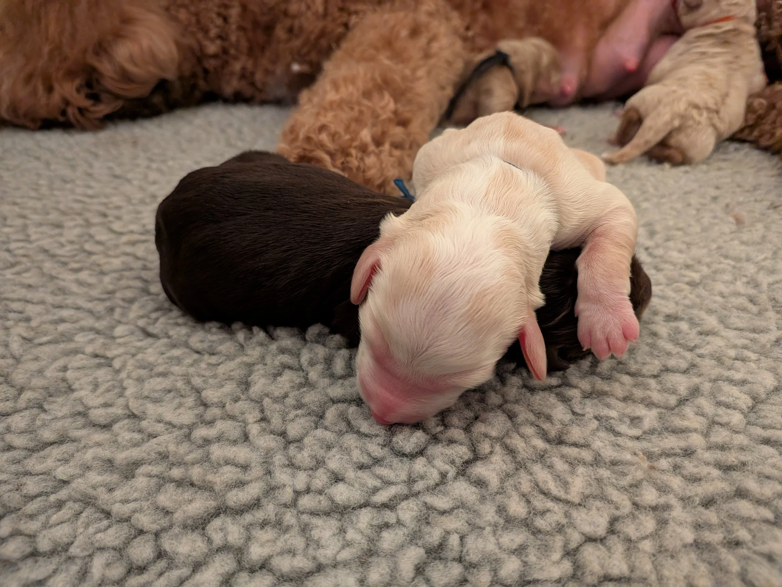 Gigi Pups Snuggling.jpg