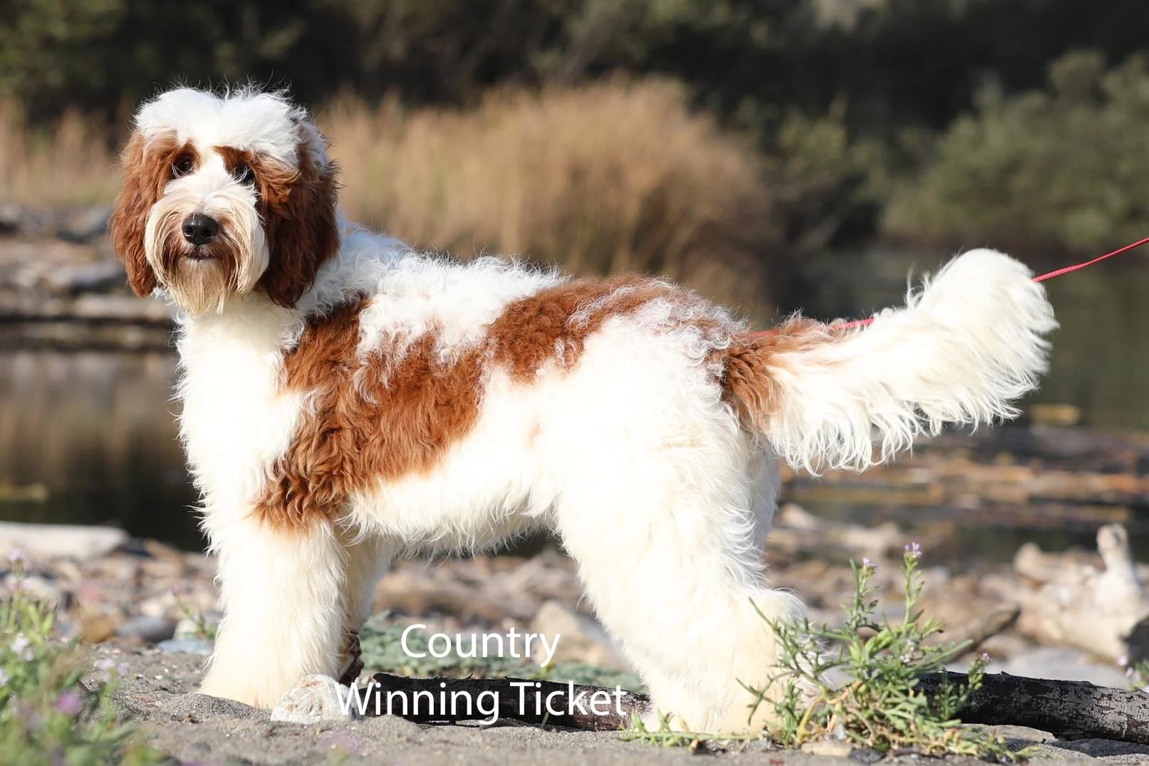 Country Winning Ticket 04.jpg