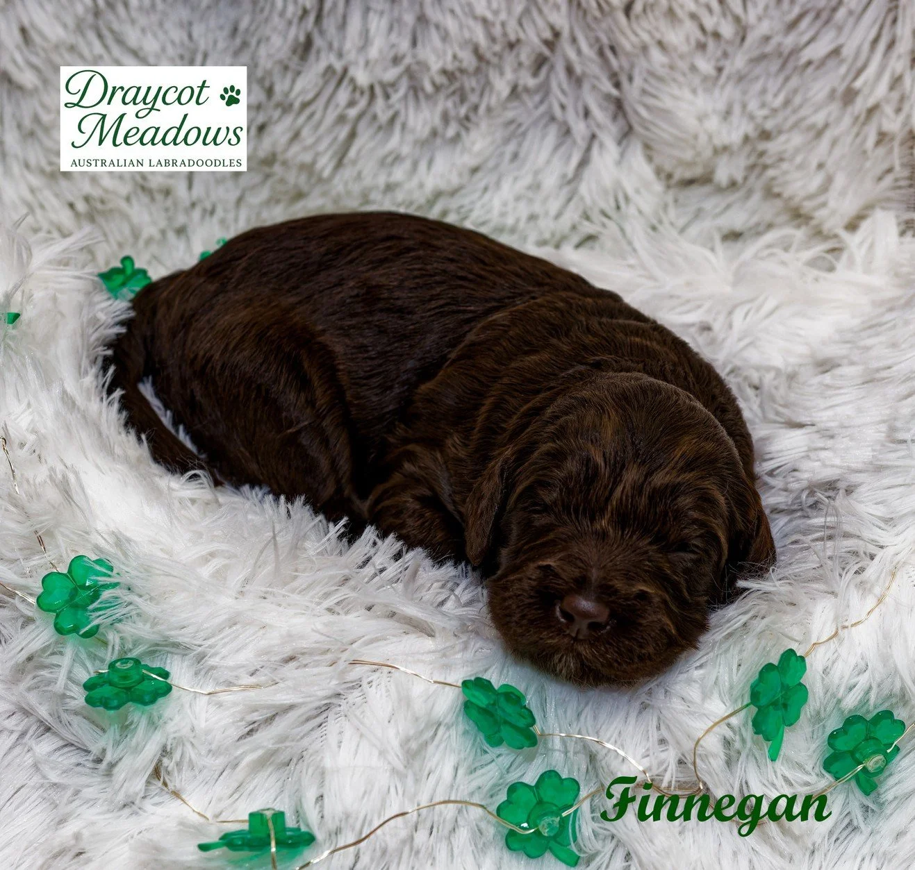 2 Finnegan~2.jpg
