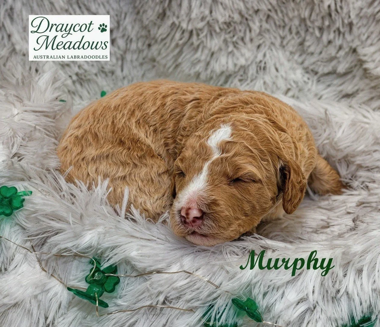 3 Murphy~2.jpg
