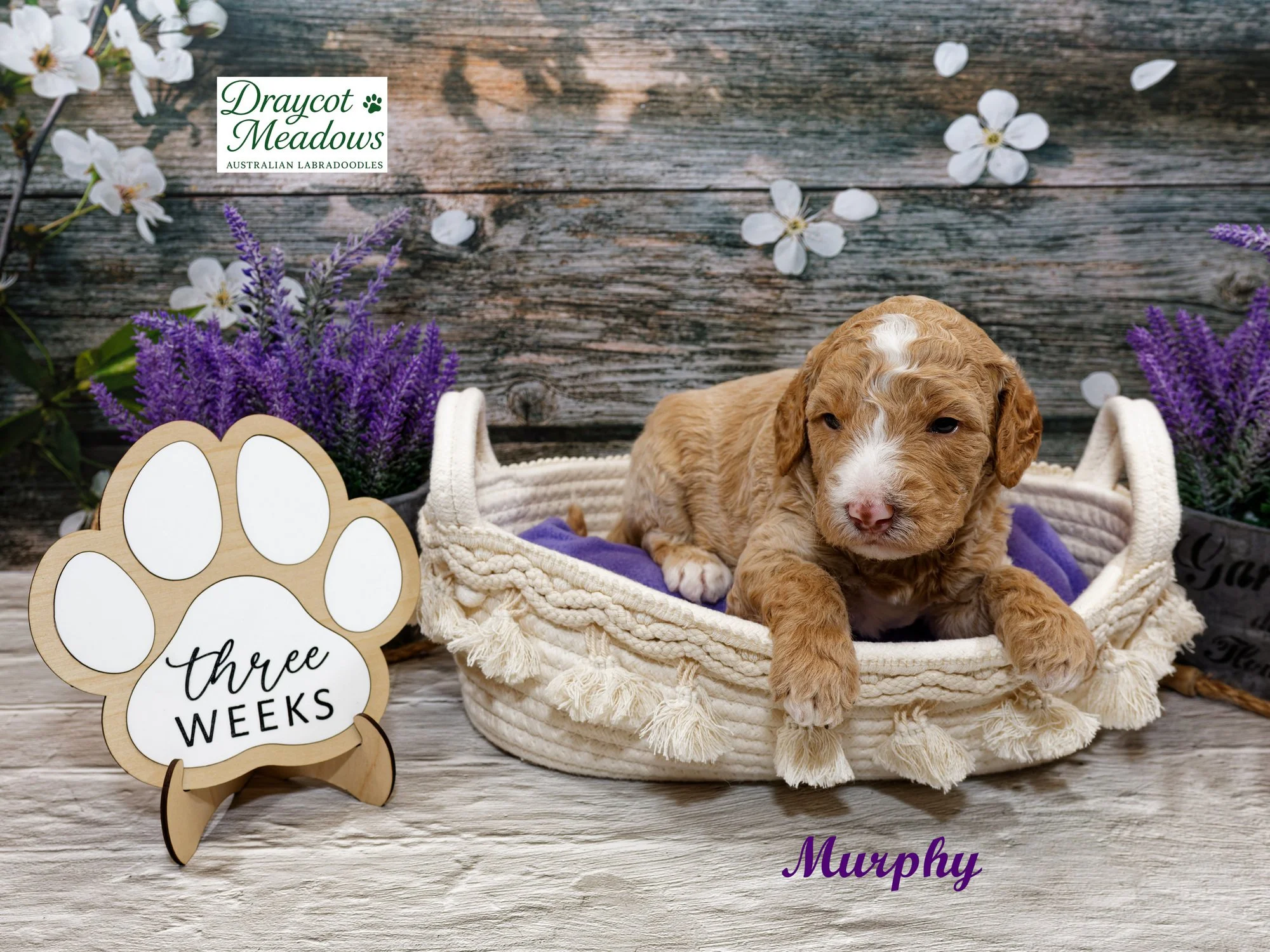 3 Murphy.jpg
