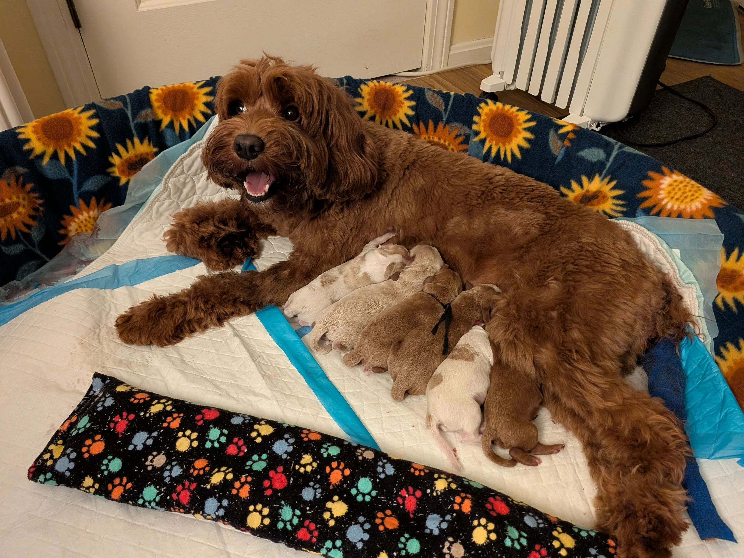 Riley_Pups 4.7.26.jpg