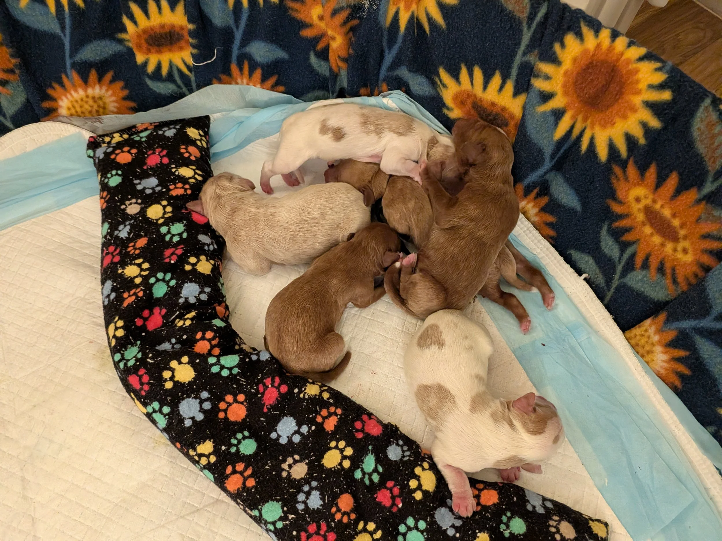 Pups 4.7.jpg