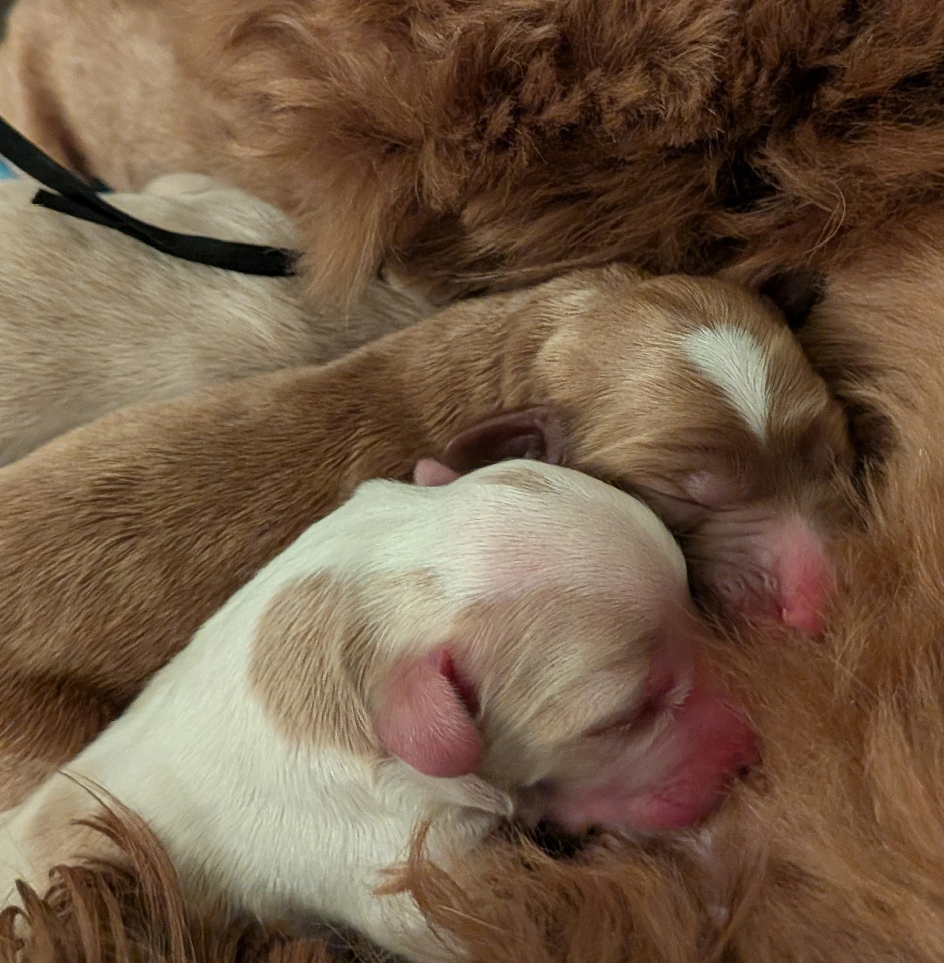 Boys nursing.jpg