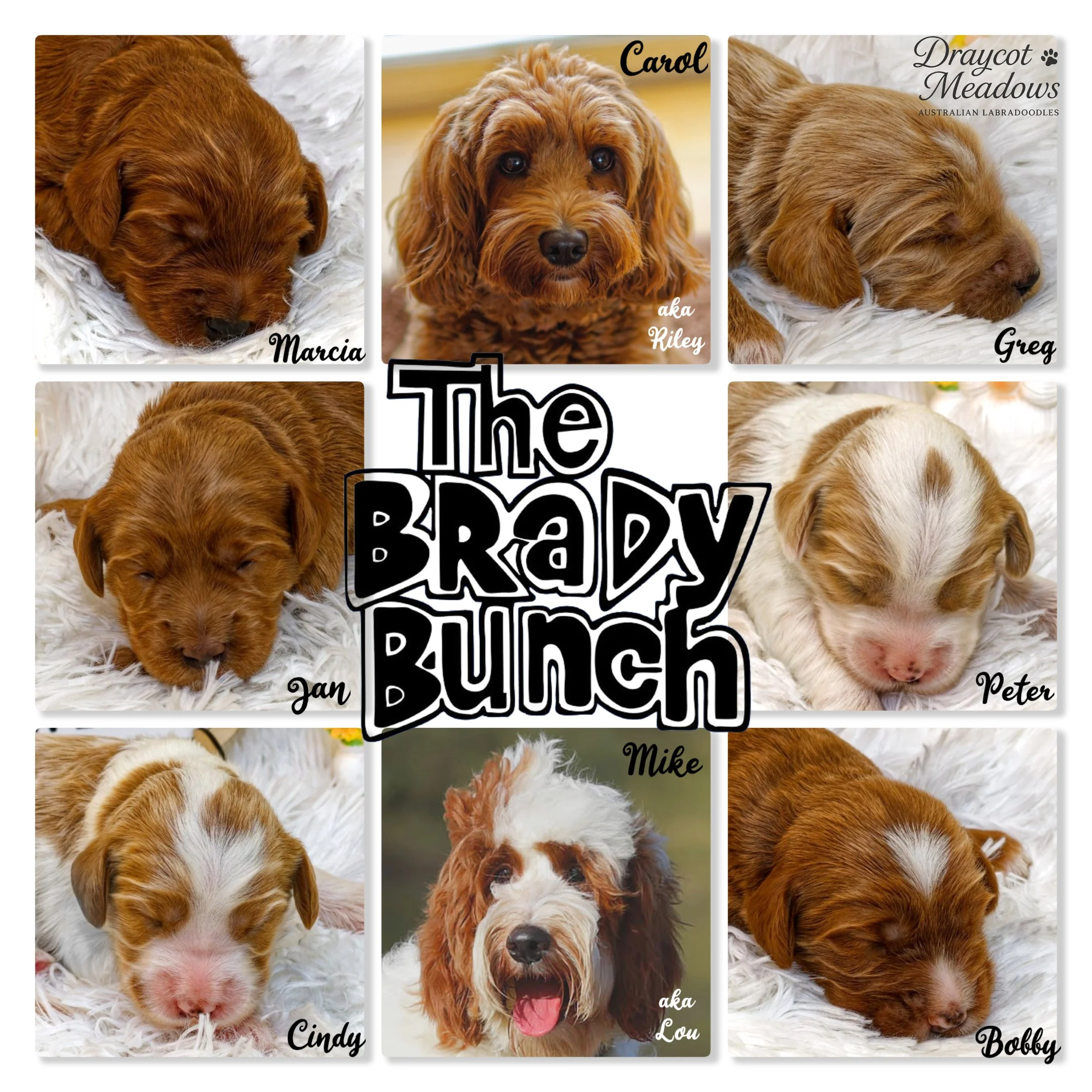 The Brady Bunch Litter Collage_04-20-2026.jpg