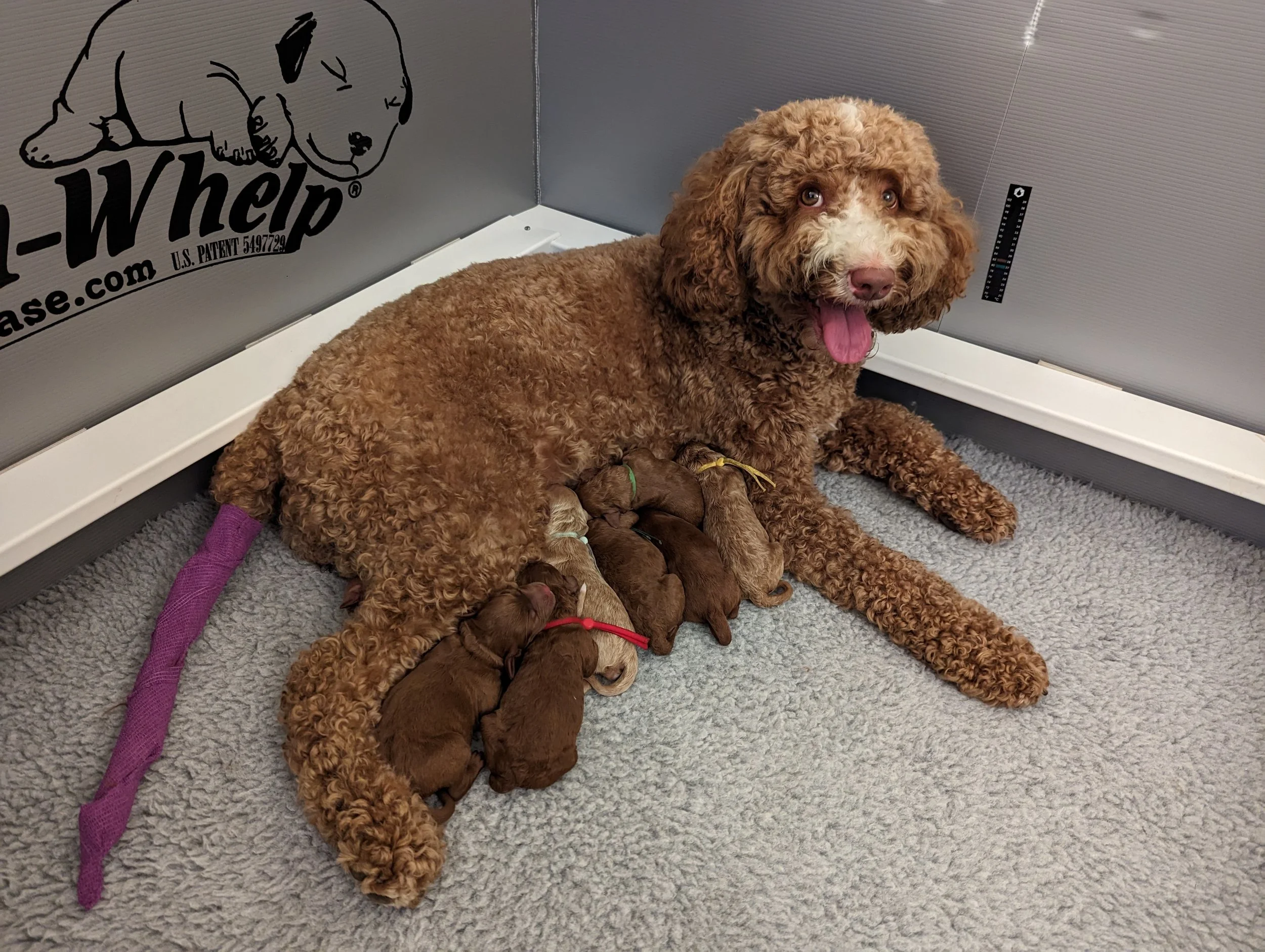 Gigi_Pups 5.4.23.jpg