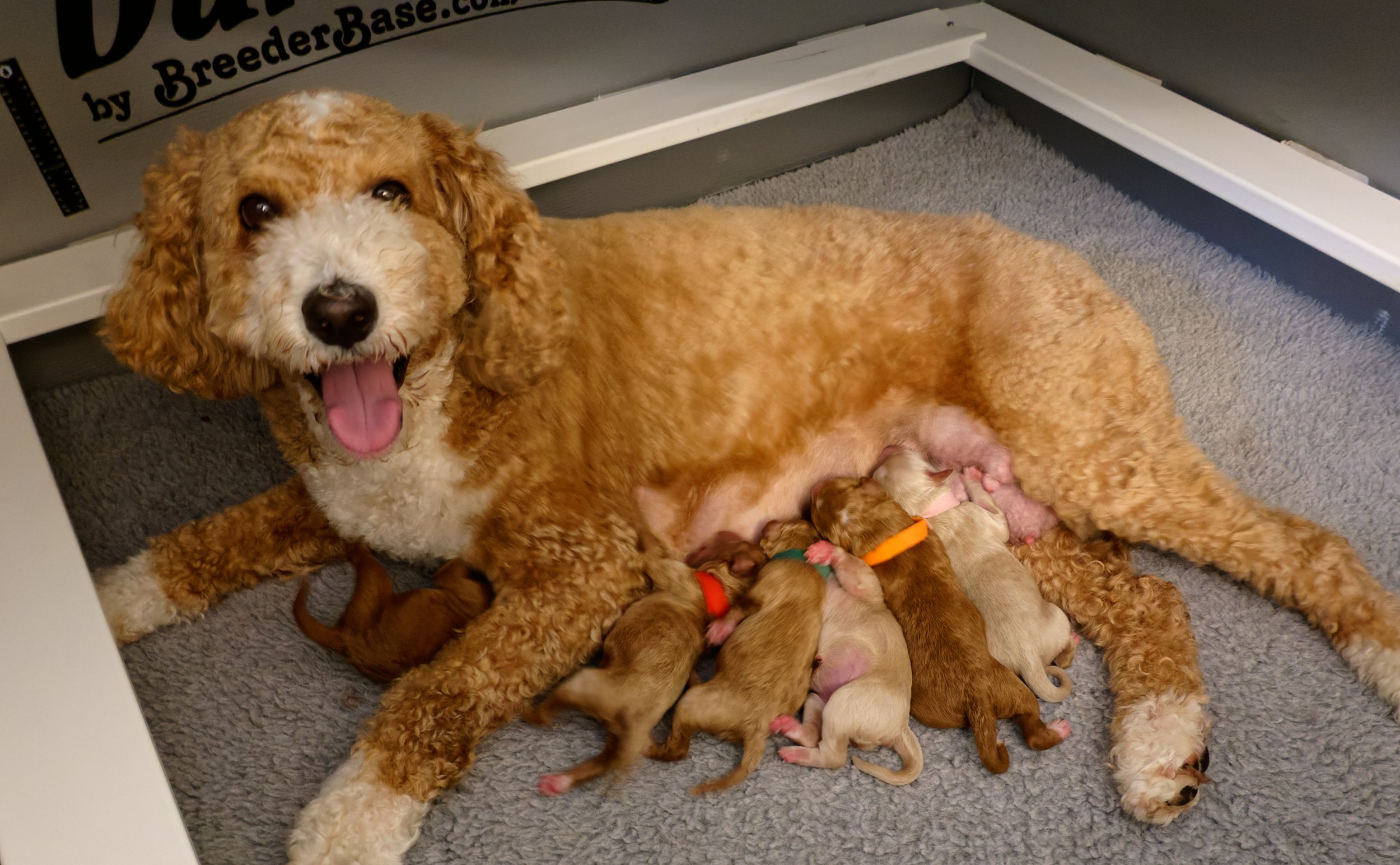 Stella and pups.jpg