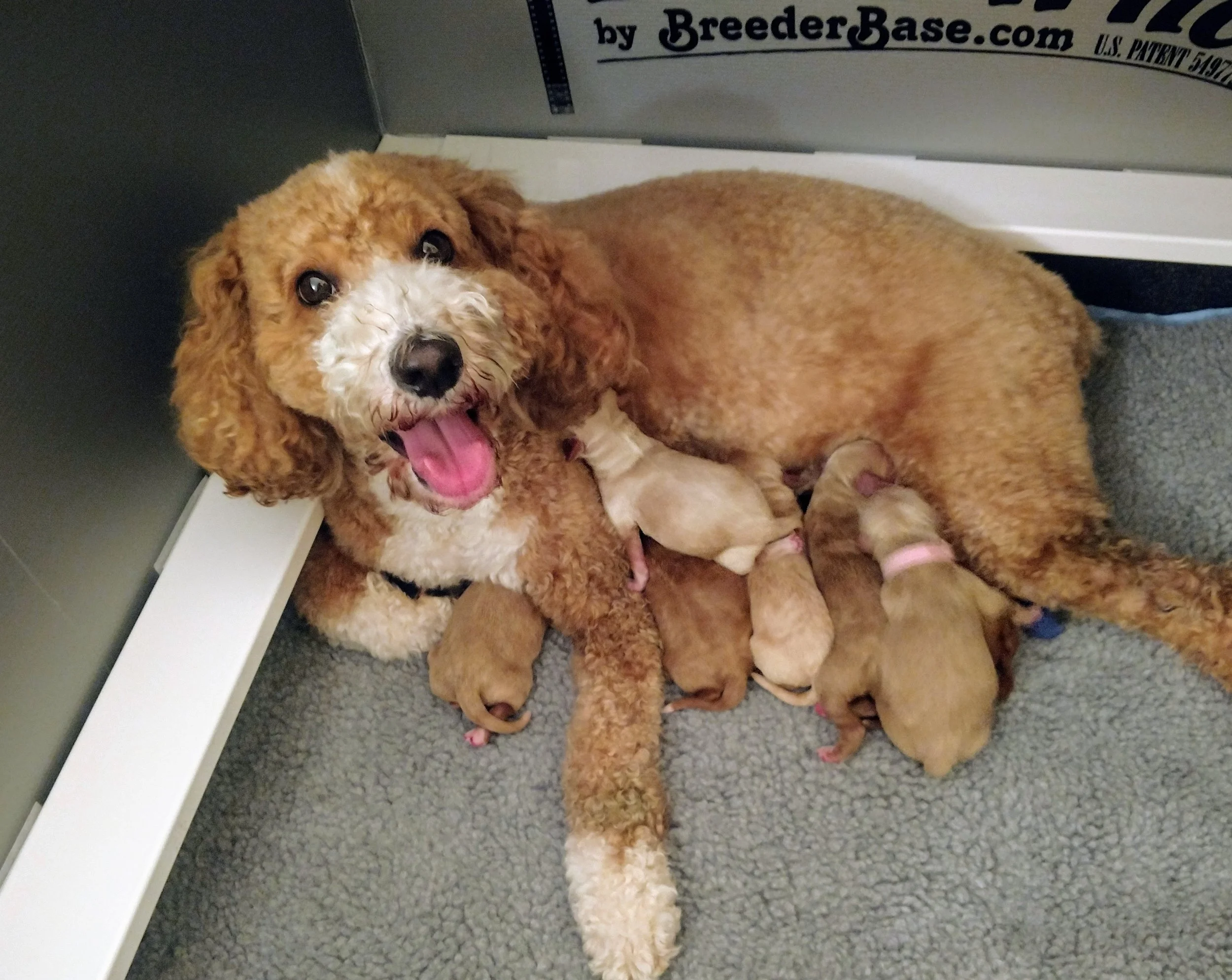 Stella_RitzPups.jpg