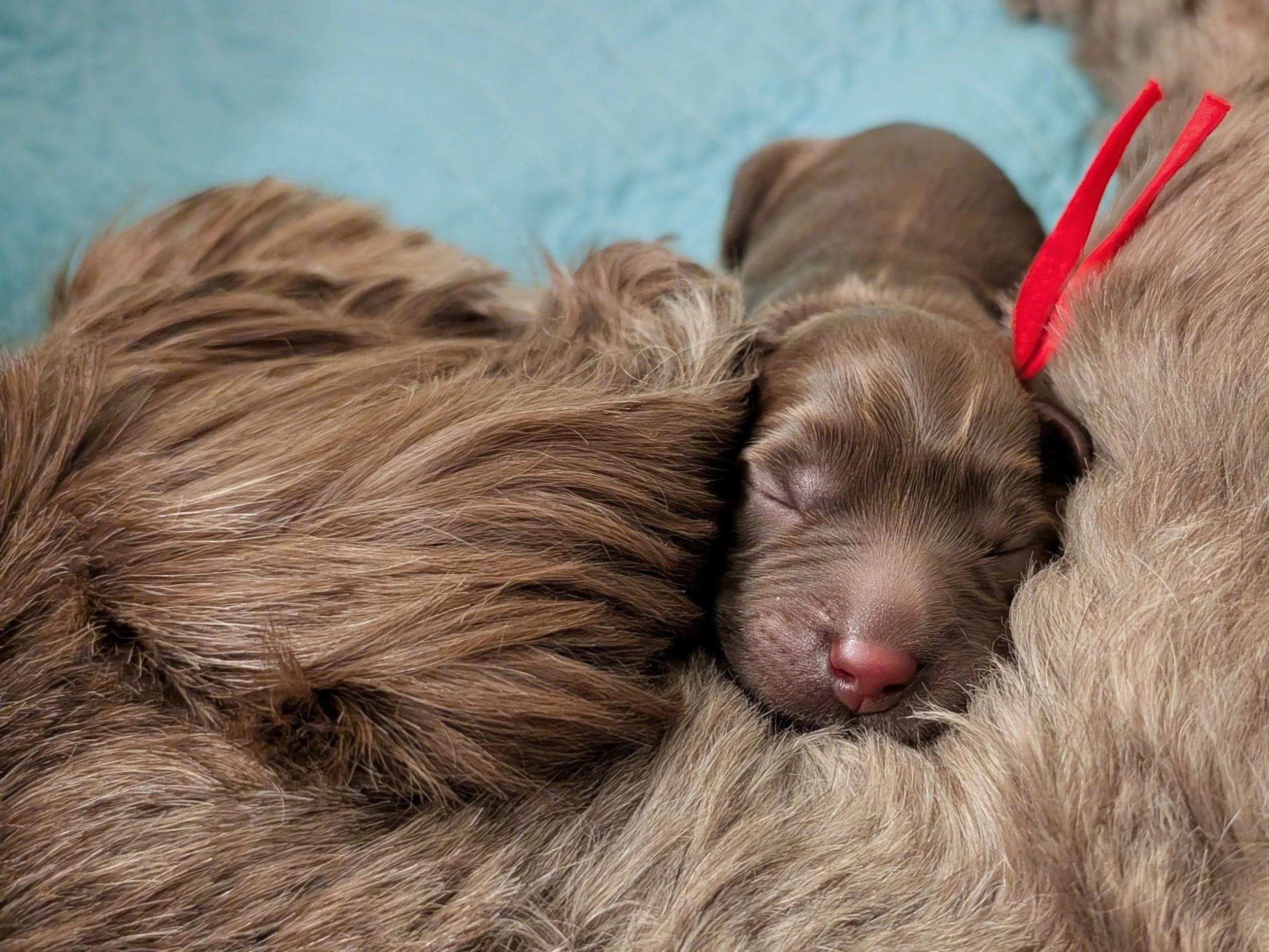 Red Boy 1st day.jpg