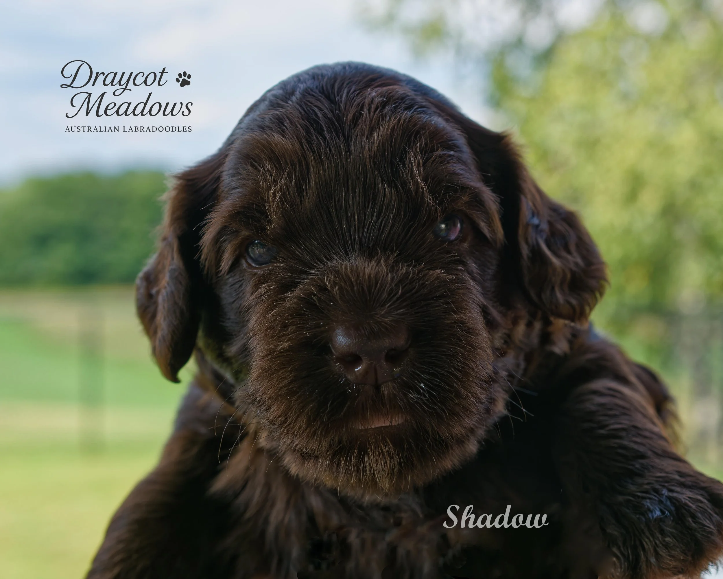 4 Shadow.jpg