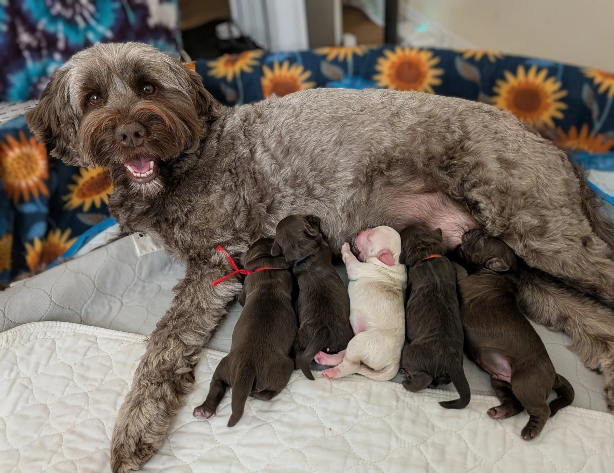 Eva Litter 1 day old.jpg