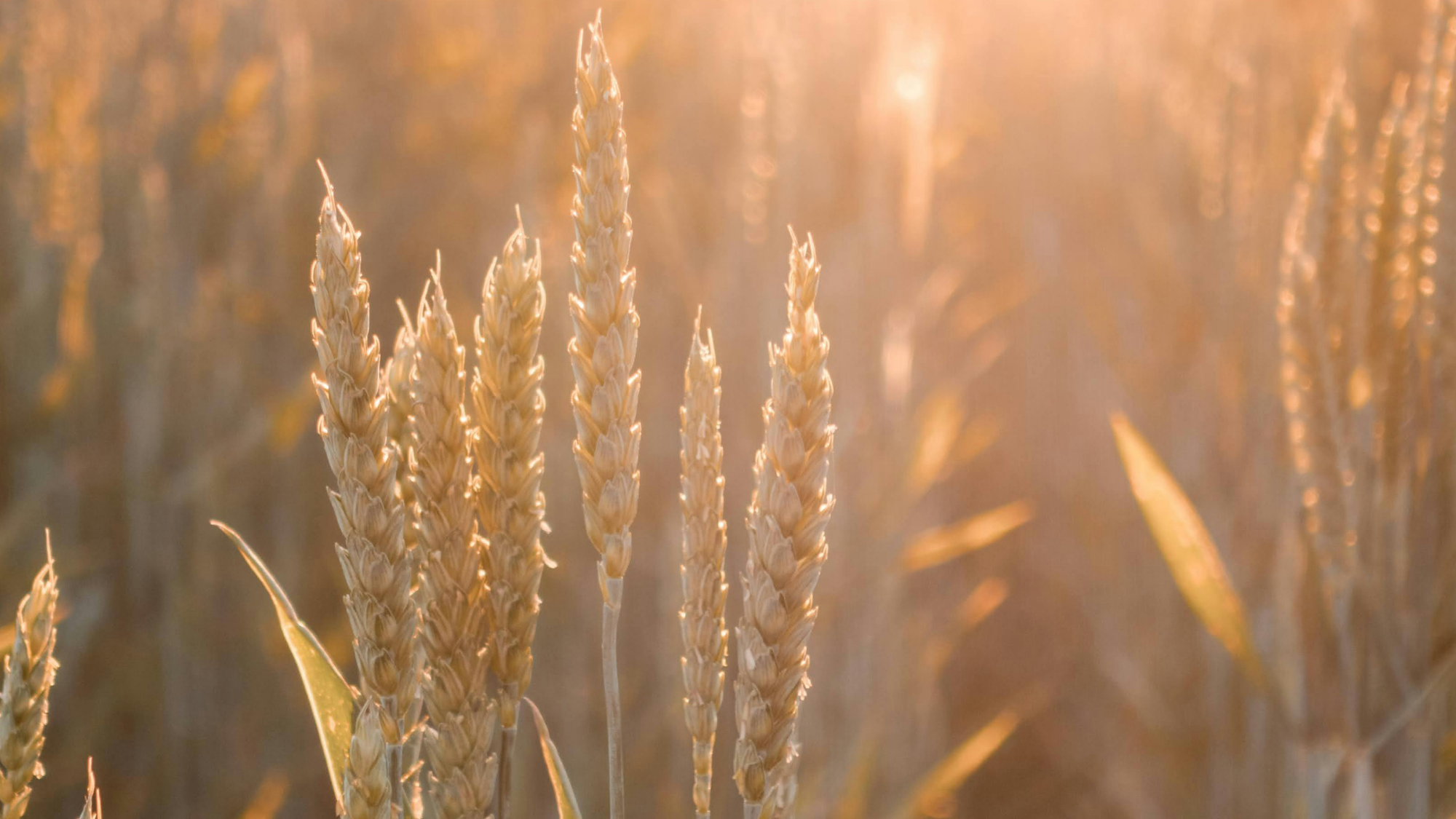 Honoring the Lives and Legacies of Inductees We Lost in 2025