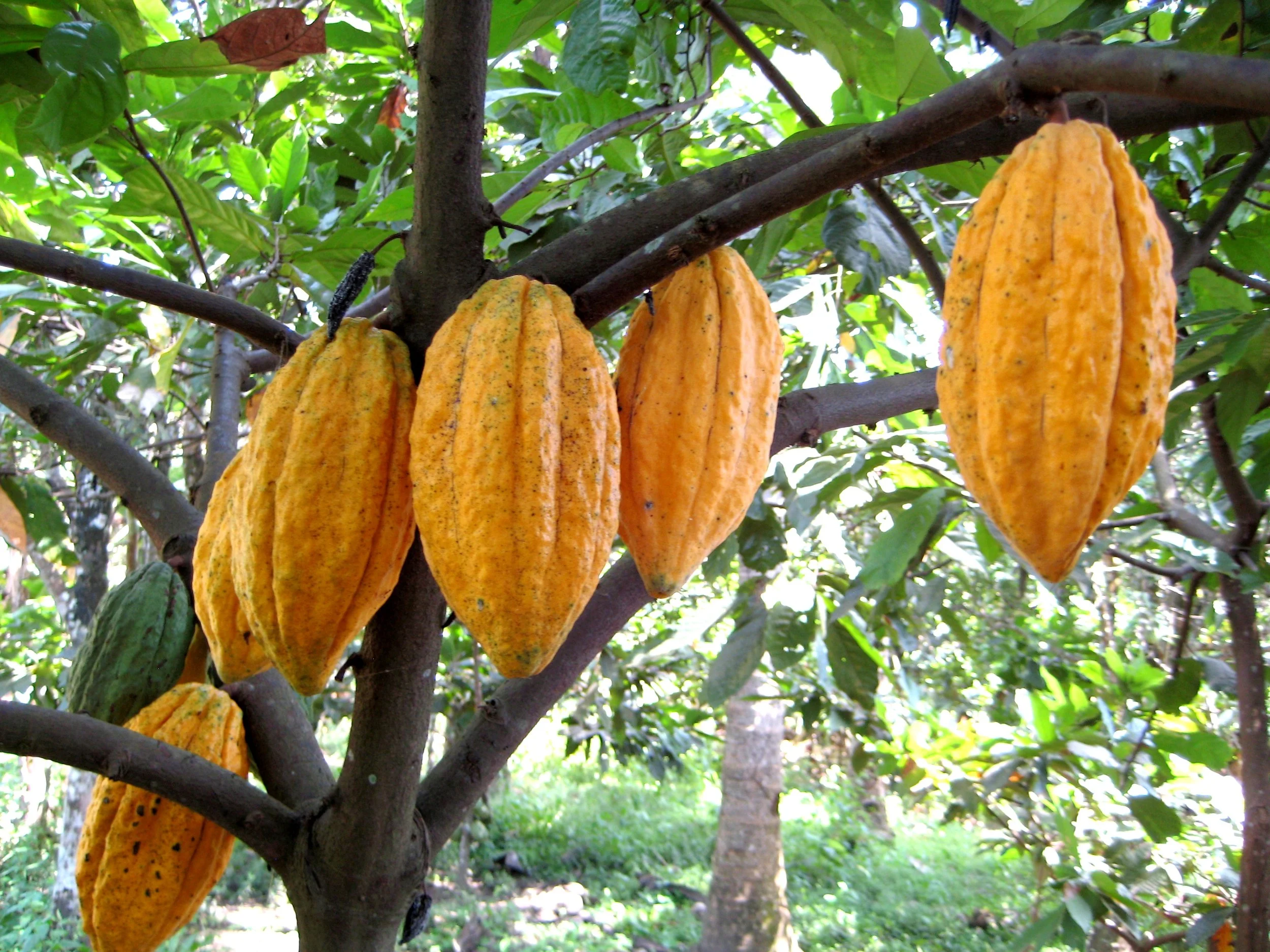 Cacao Pods on Tree