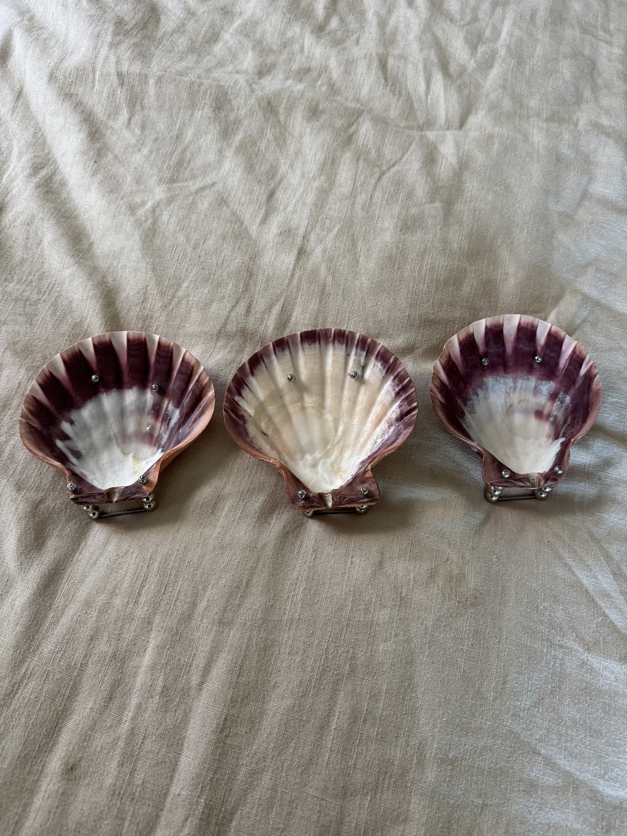 Lions Paw Shell Dish