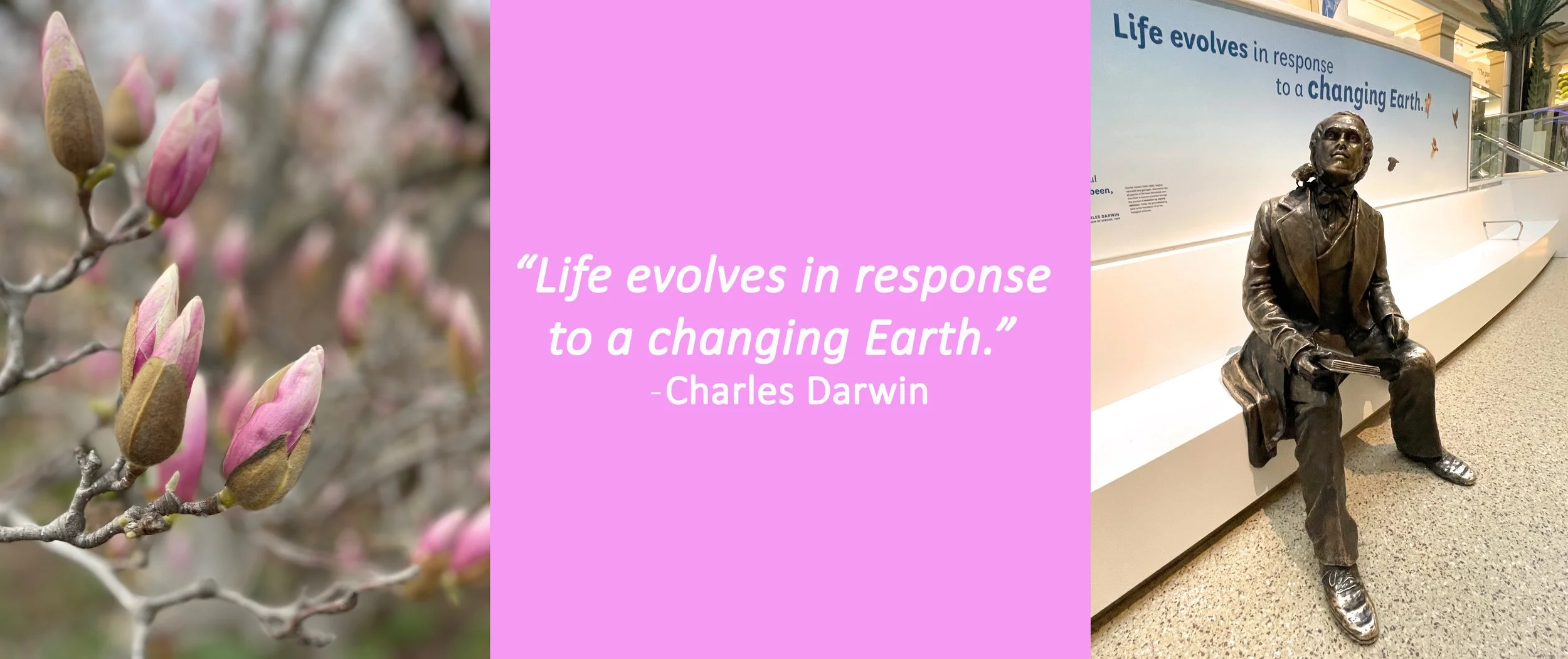 Collage of cherry blossom buds in Washington, D.C., paired with a quote by Charles Darwin and his bronze sculpture at the Smithsonian National Museum of Natural History, connecting themes of growth, evolution, and change.