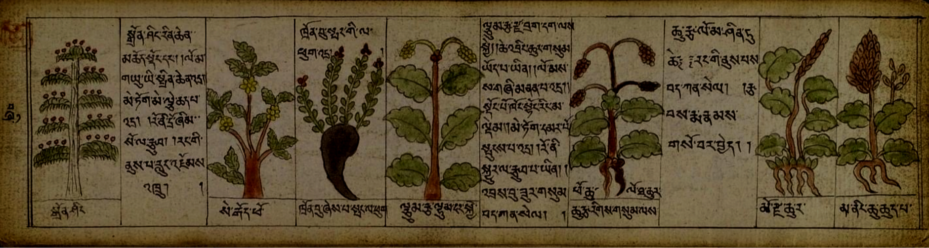 old thanka of herbs .png