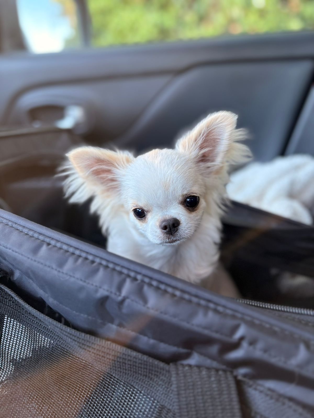 pippacar.jpg