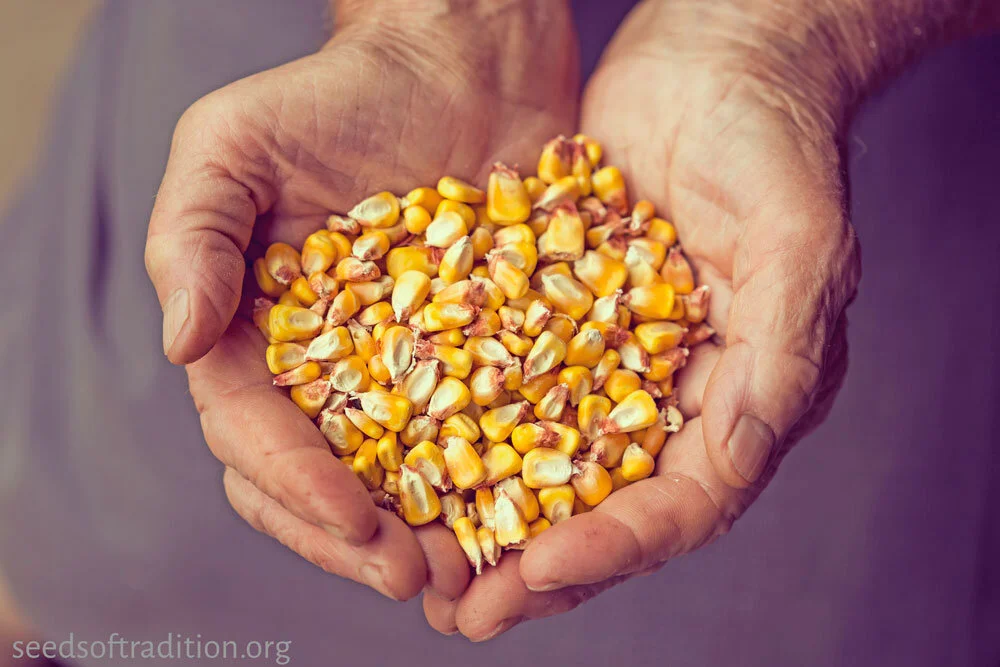 sm-corn-kernels-seeds-of-tradition.jpg