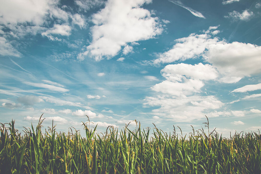 corn-fields-under-white-clouds-with-blue-sky-during-daytime-seeds-of-tradition-158827-1000px.jpg