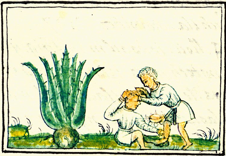 codex-aloe-sabila-plant-healer-seeds-of-tradition-traditional-healer.jpg