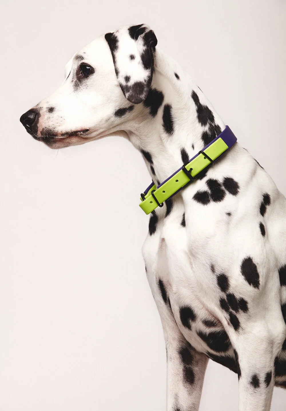 LUCI
