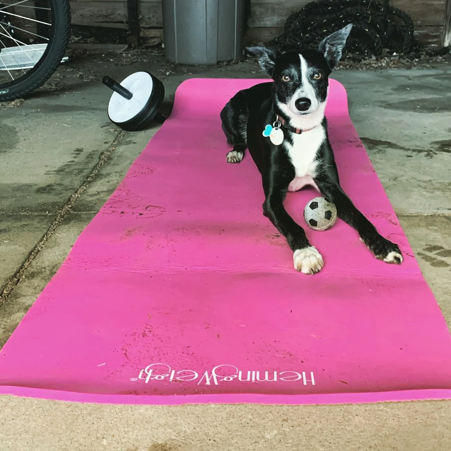 She knows what to do. 
.
.
.
#downwarddog #dog #bordercolliesofinstagram #fitfam #fitness