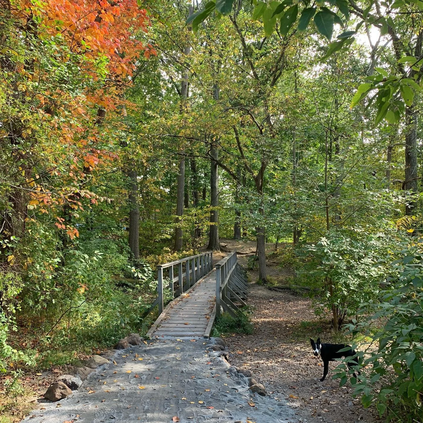 Autumn hike with the dogger. No squats, push ups, jumps. Days off are important.
.
.
.
#matthewfennellfitness #fennellfitness #hike #bordercolliesofinstagram #pipstertime #beaverbrook #boston #autumn