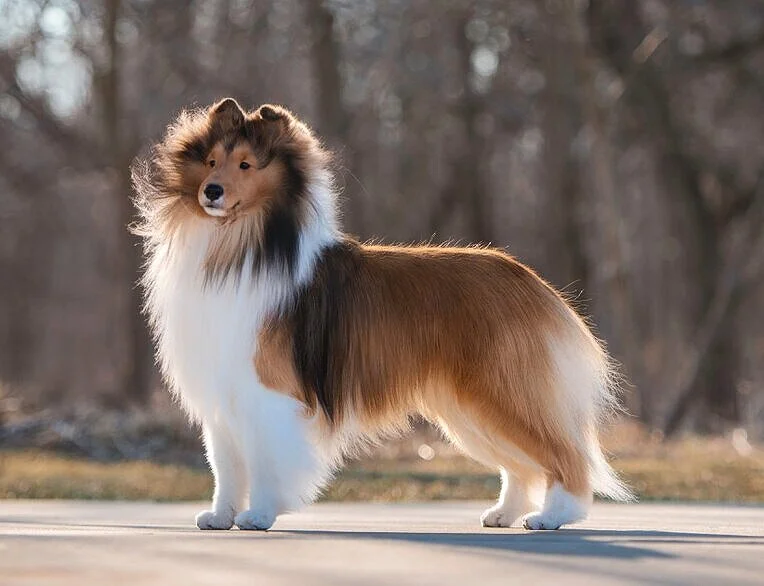 amber hill shelties