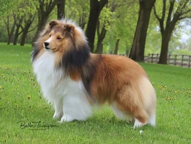 amber hill shelties