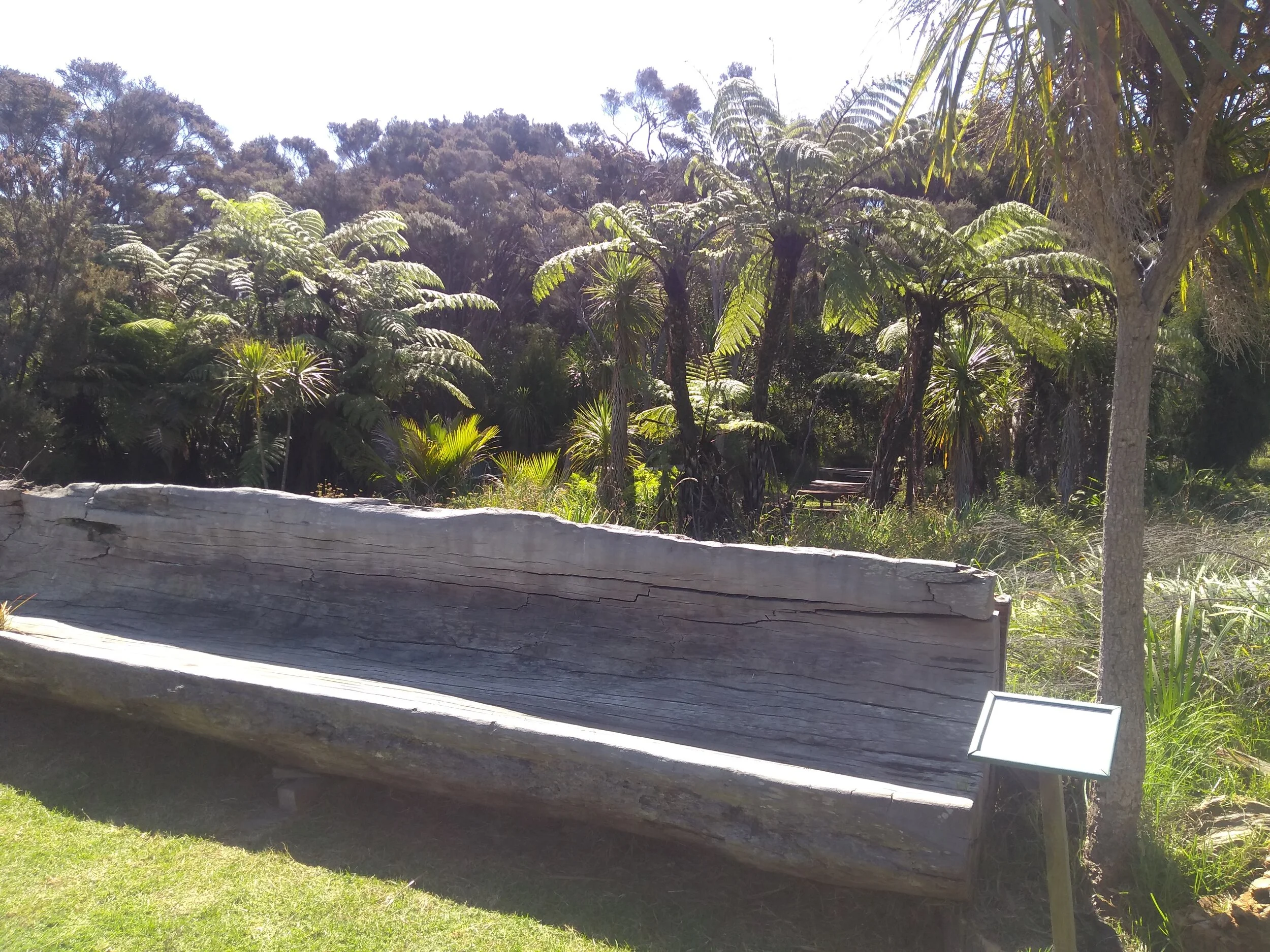 The kauri trail in Northlands – a museum and an ancient buried forest   