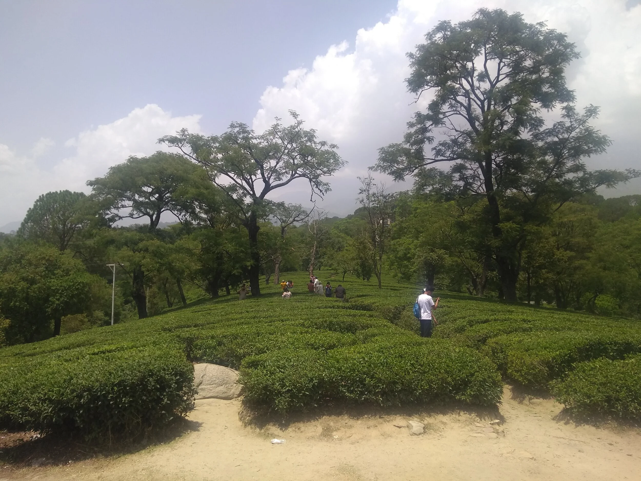 Tea gardens