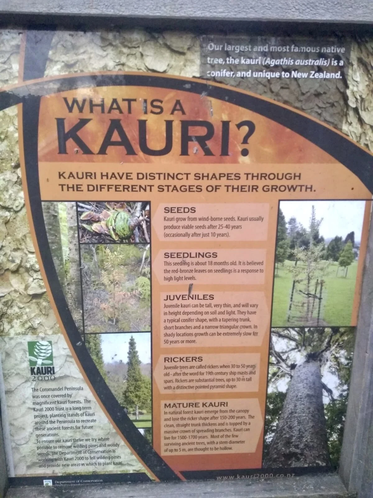 Save our Kauri forests