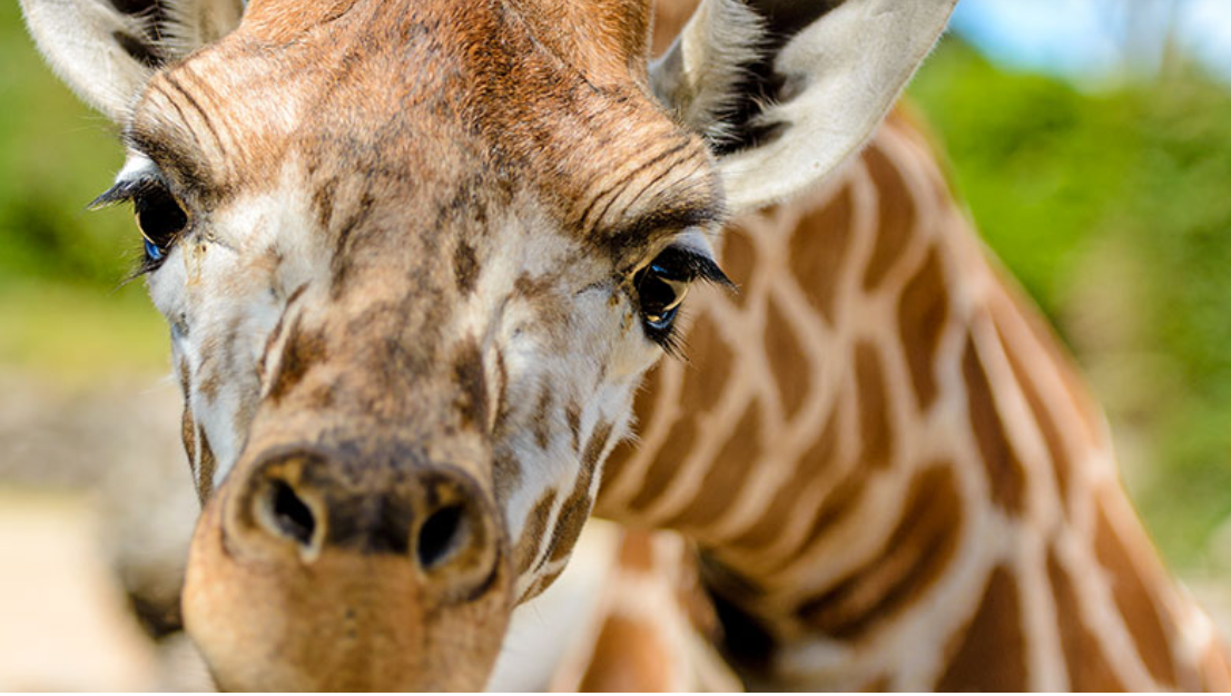 Back to nature – Auckland Zoo gears up to welcome back visitors