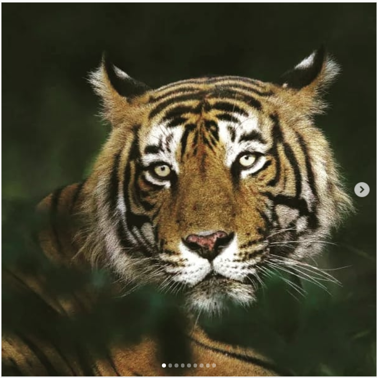 India now in leadership role in Tiger Conservation, will share best practices with Tiger range countries