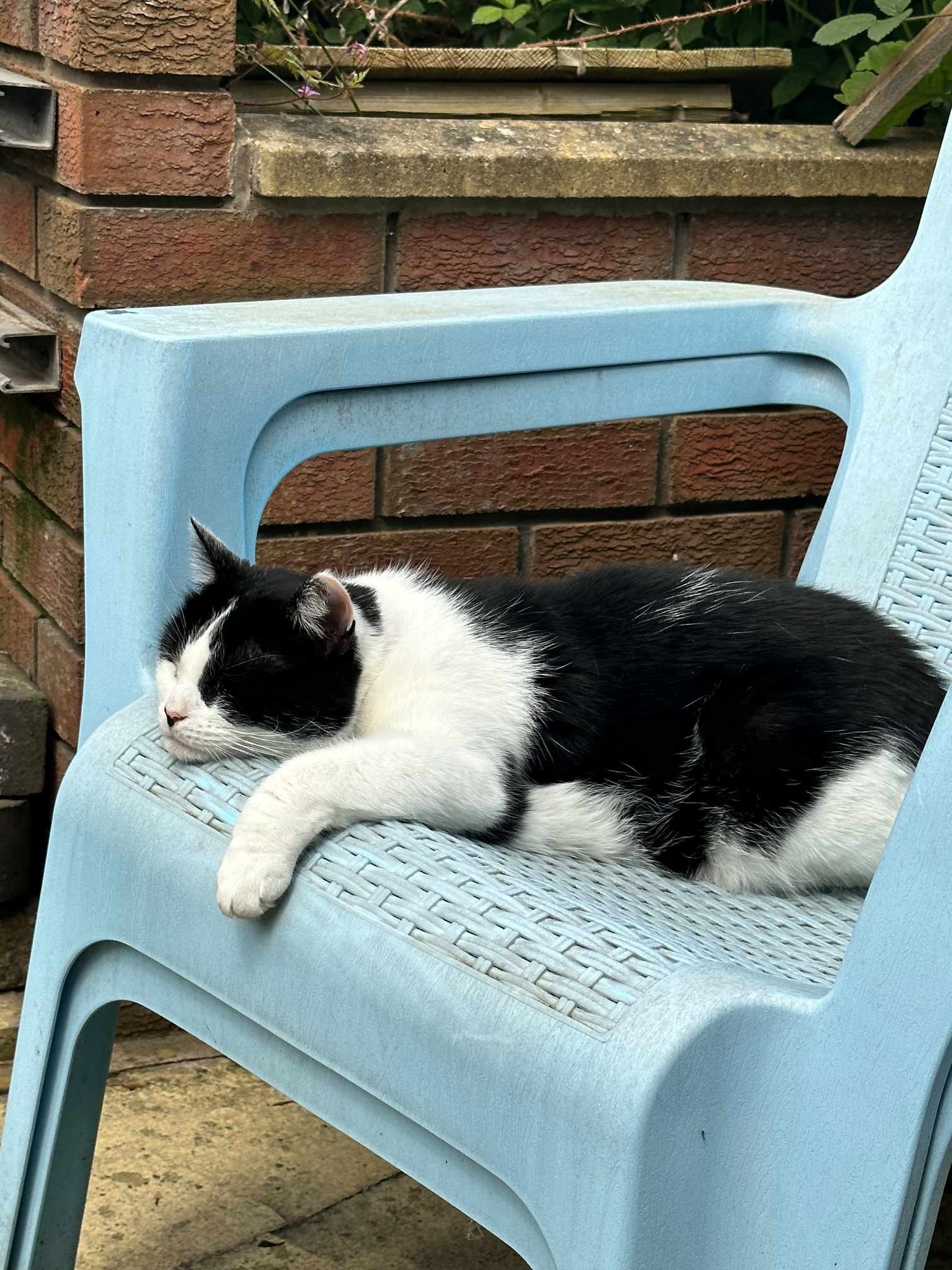 Shannons cat (bandit) in a rare moment of peace