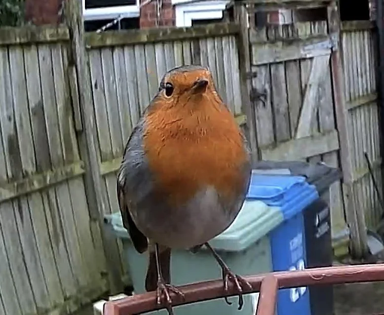 Dick Greyson (not so zoomed)