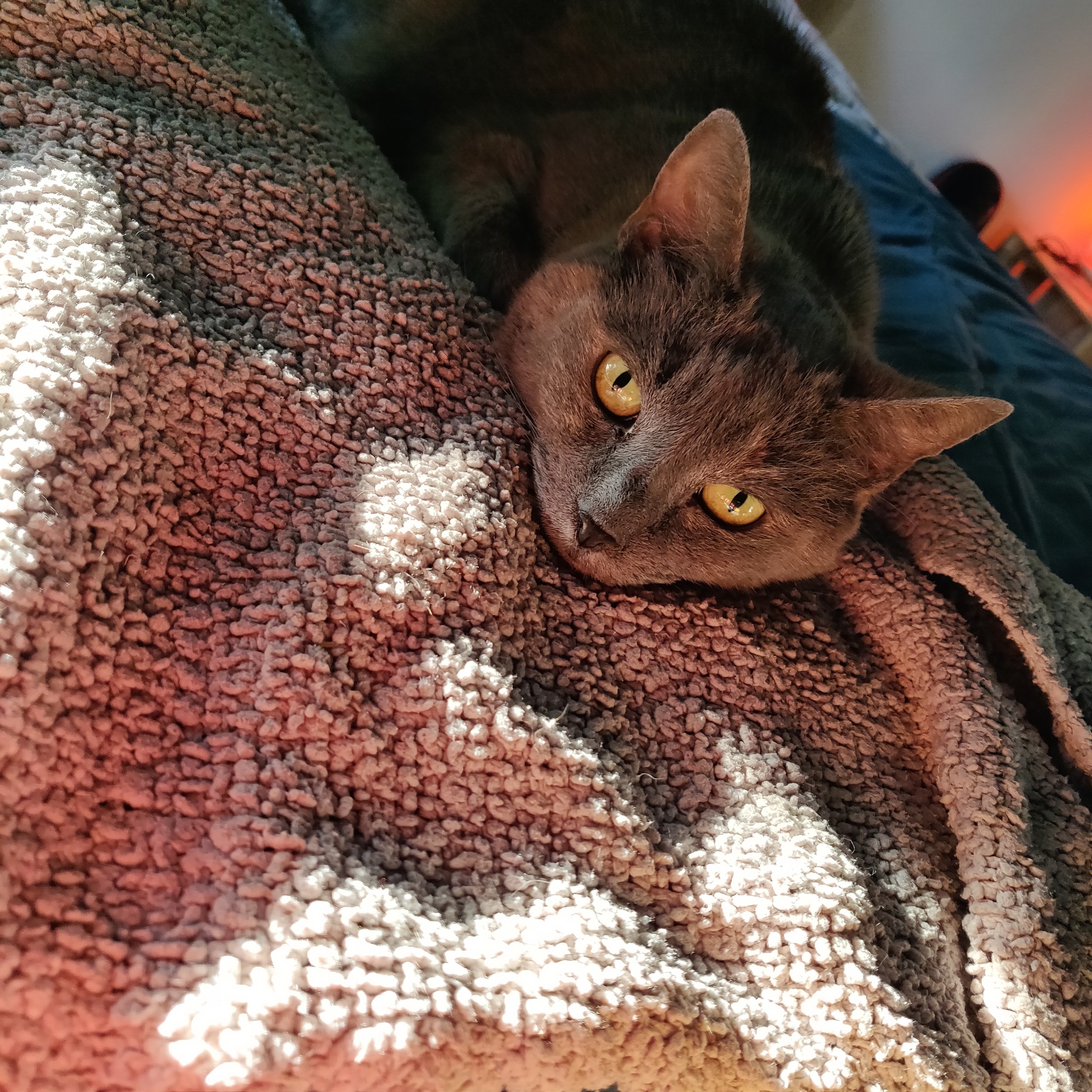 Lukes cat (Crispy) pretending to not cause problems