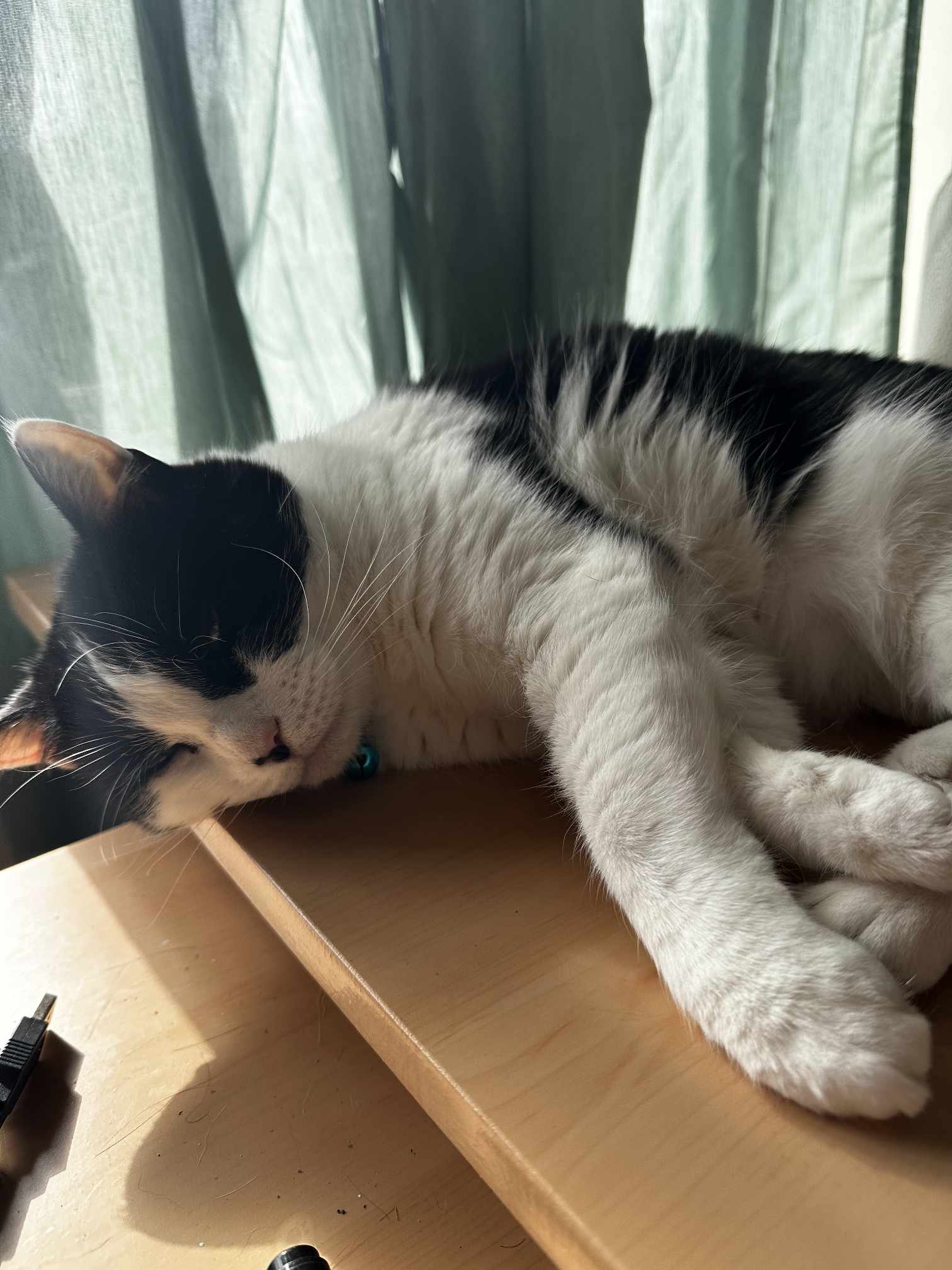 Shannons cat (Bandit) can be heard screaming in the back of episodes