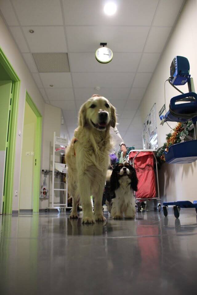 Le centre de soins palliatifs l'Amandée