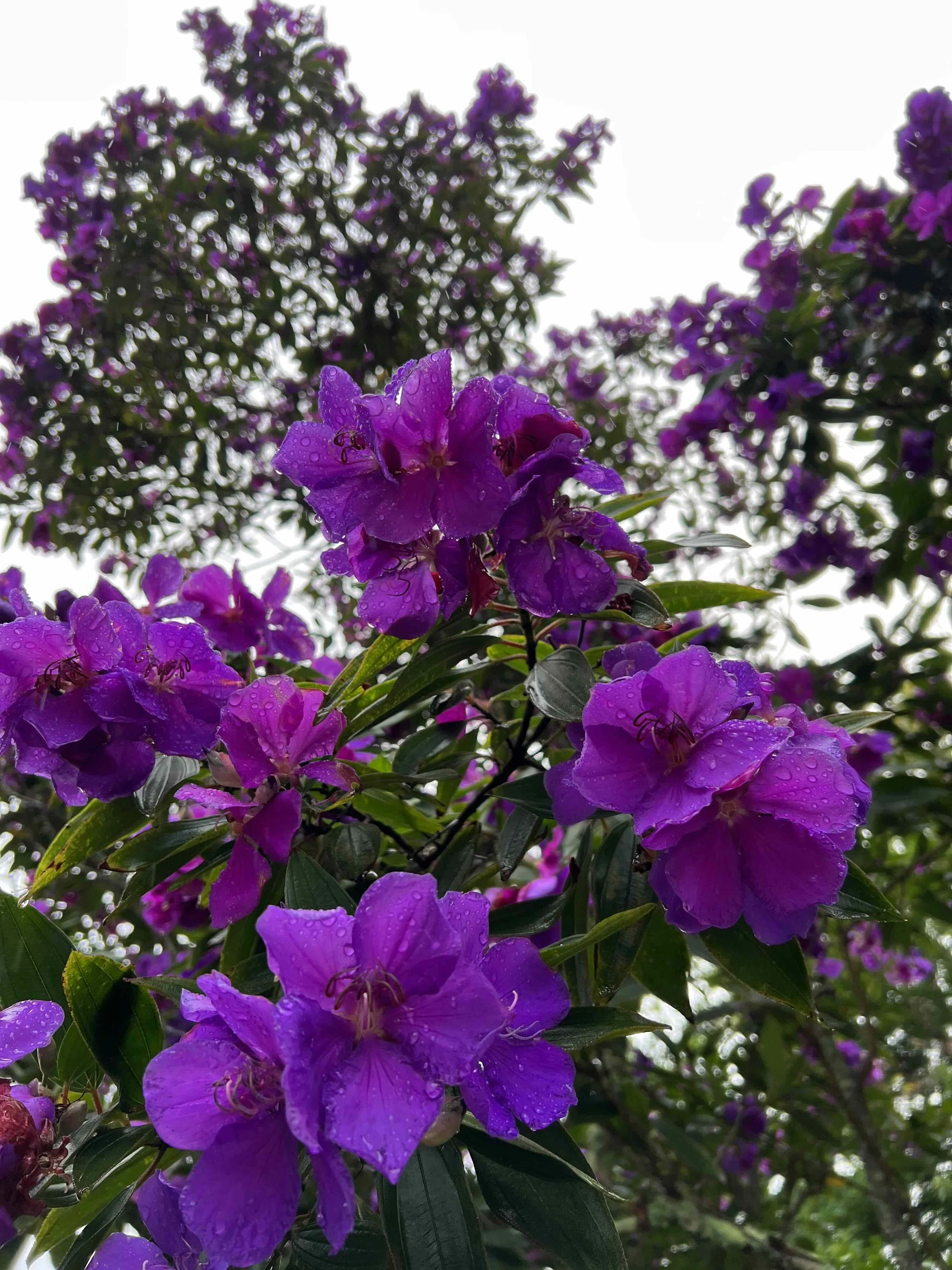 On a Rainy, Rainy Sunday...