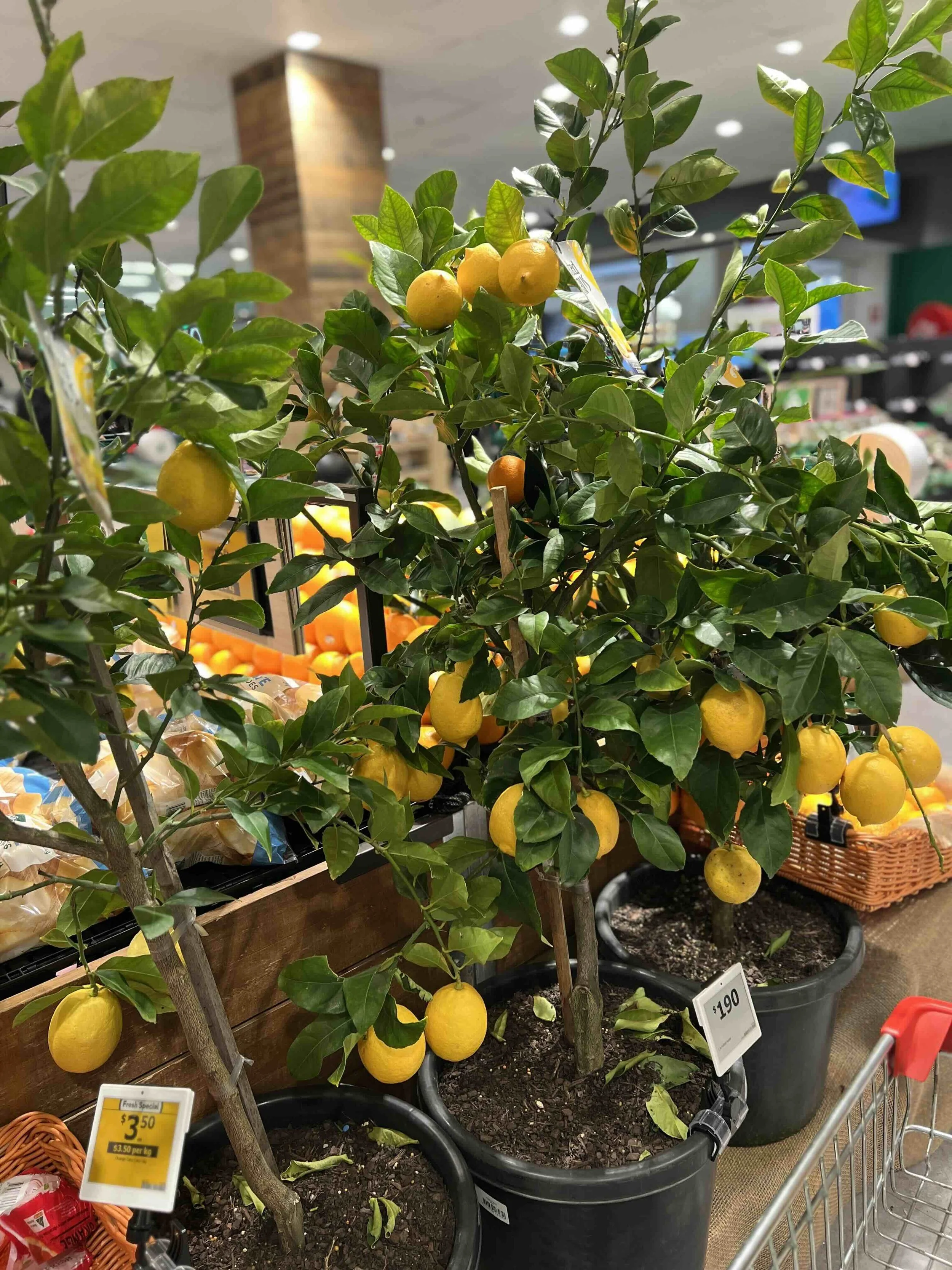 Is it Time to Fall in Love?